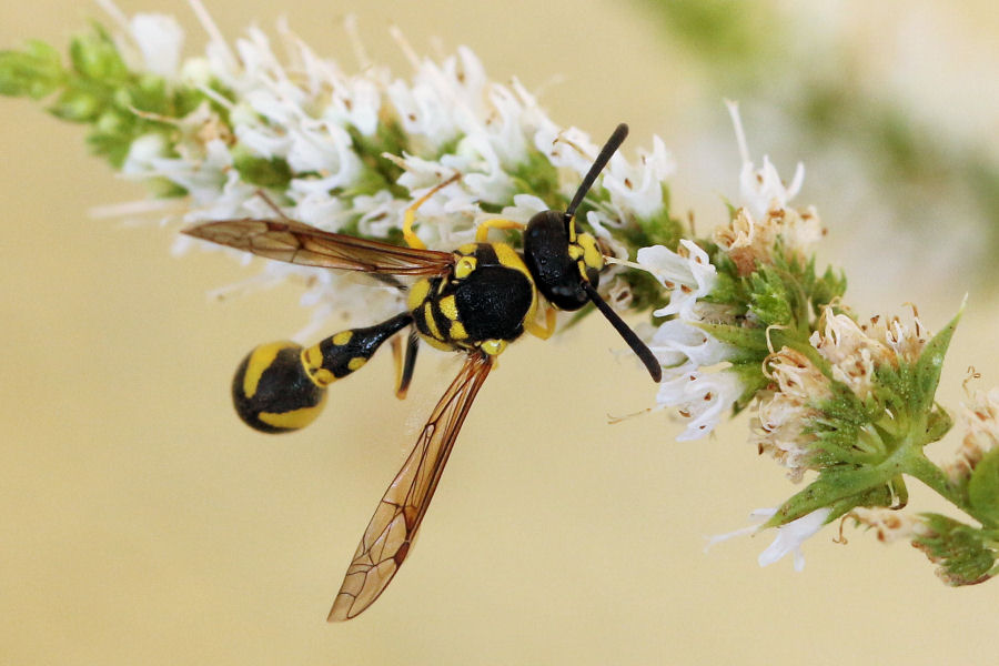 Vespidae Eumeninae: quale Eumenes?  Eumenes mediterraneus